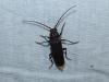 Arhopalus sp.
